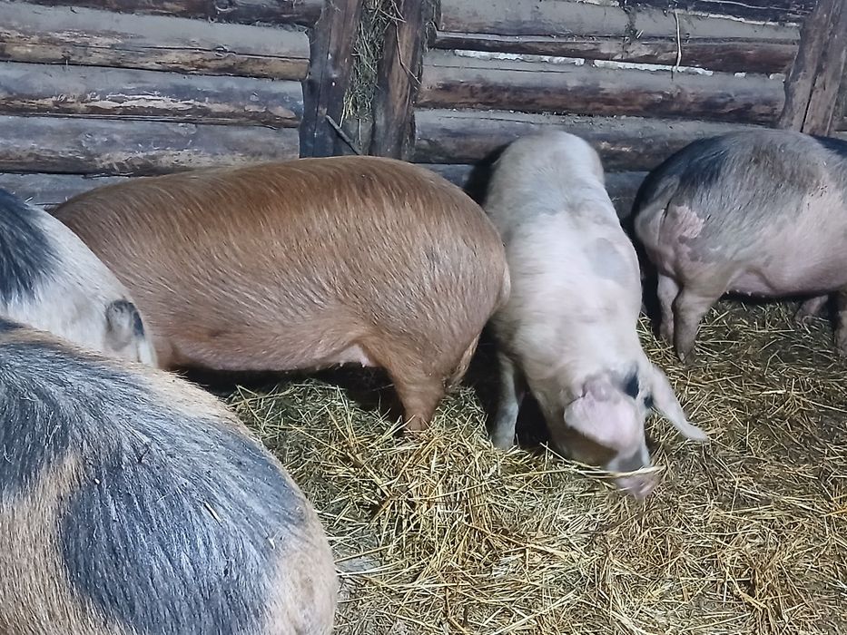 Продам  свинок на племя