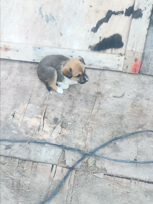 Отдам щенков,девочек