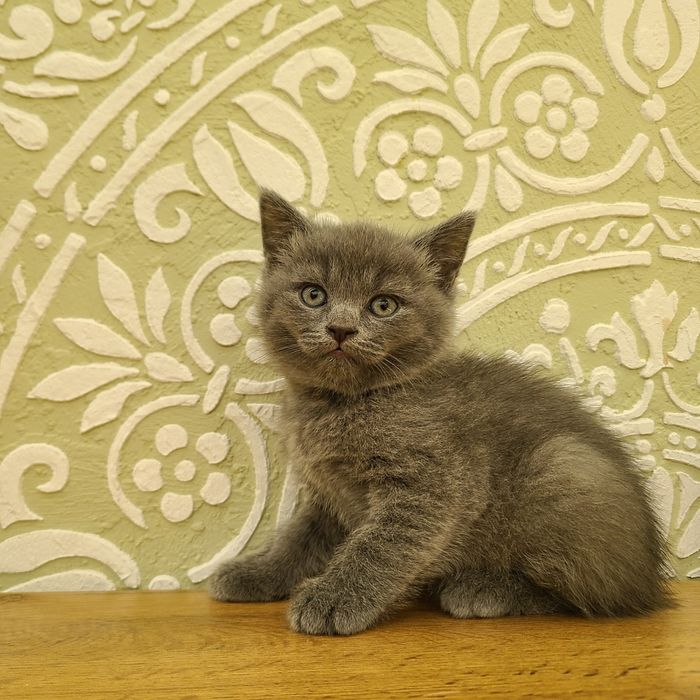 Британские котята