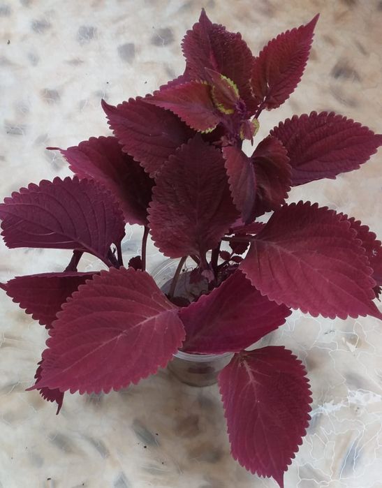 Комнатные растения