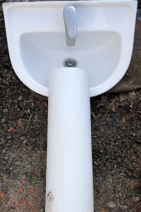 Раковина тюльпан