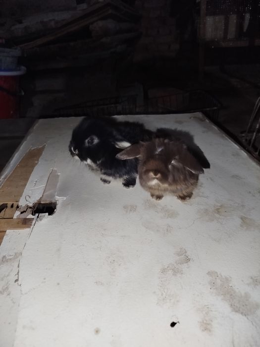 Quyonlar karlik baran