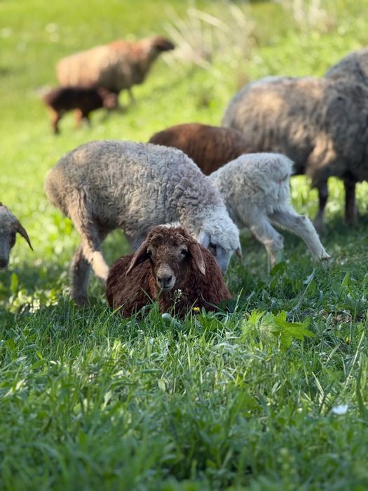 Баран қой қозысымен 60 бас