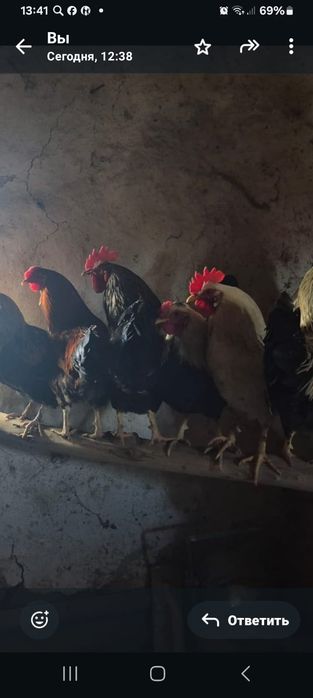 Жас әтештер сатылады.