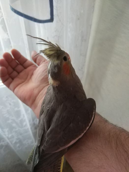 Продам попугая Корелла,Ручной,Молодой!