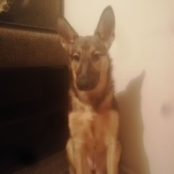 Собака, помесь овчарки