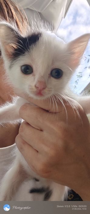 Котята возраст 1.5 мес
