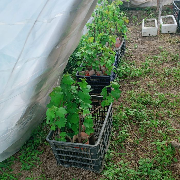 Продам виноград с карнями