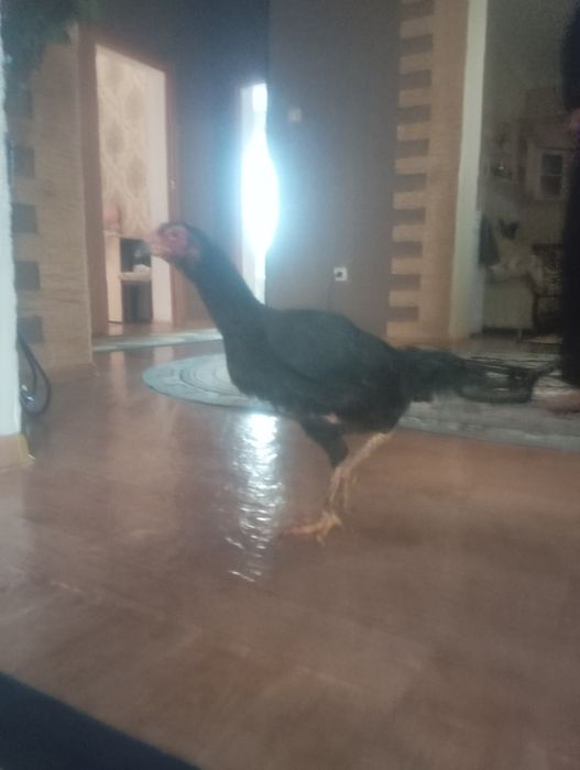 Срочно продам курицу брозильку