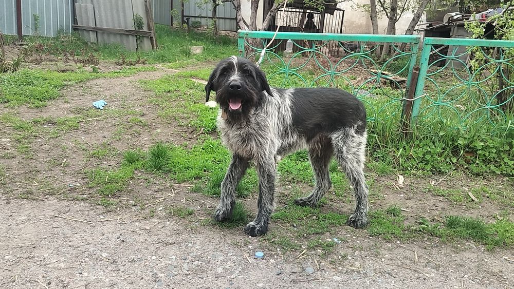 Продается годовалый кобель Дратхаара.