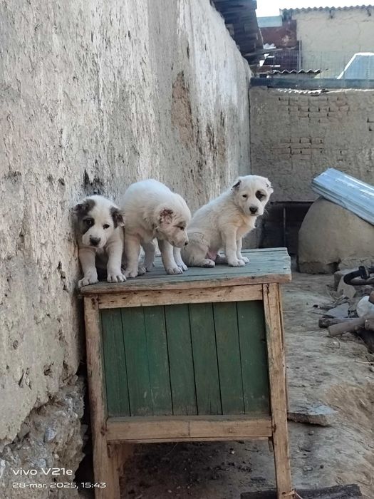 Alabay it bolasi sotiladi erkak narx 700 min zoti toza urgʻochi ham bo