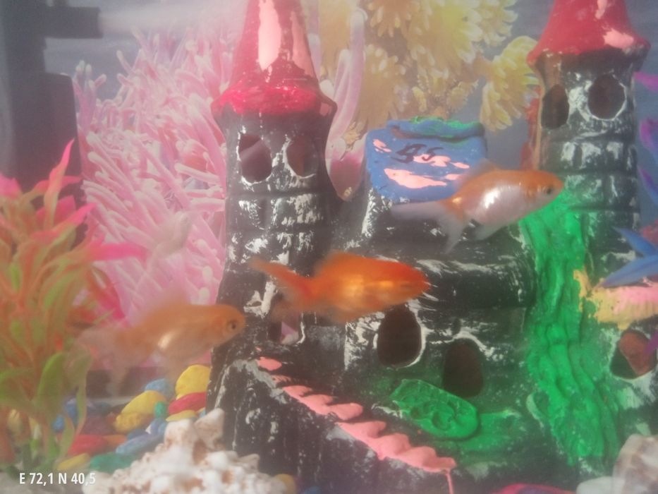 Akvaryum sotiladi baliqlari bn srochna