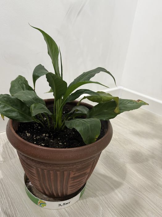 Продам комнатные растения