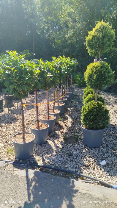 Vând plante ornamentale diferite specii și dimensiuni