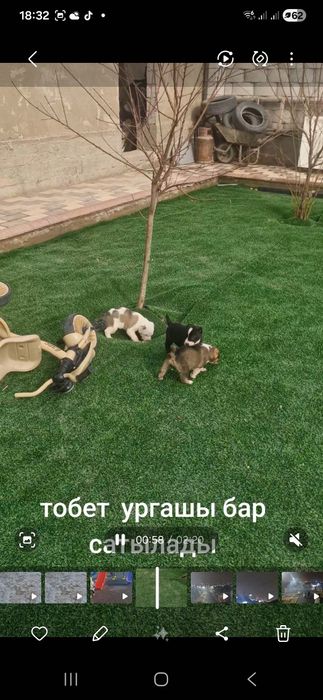 Сабаки девочки тобет