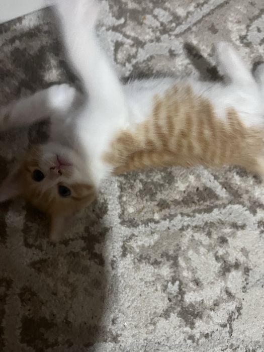 Отдам котят добрые руки