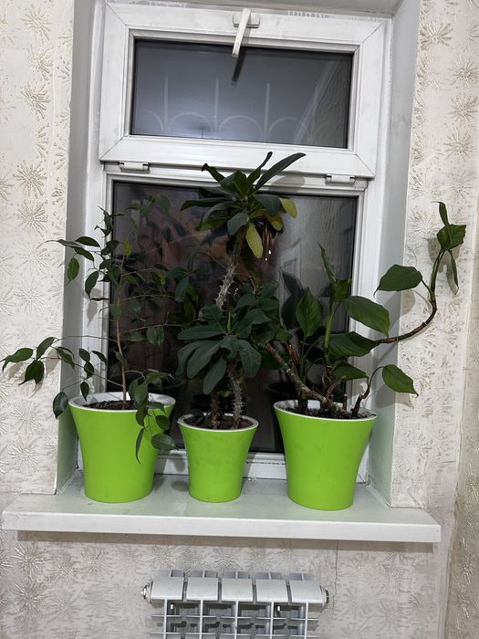 Комнатные цветы по 5000 тг