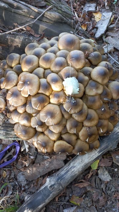 Ghebe murate in otet!