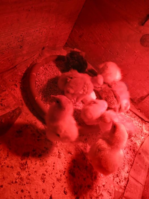 9 puișori din găini țărănești