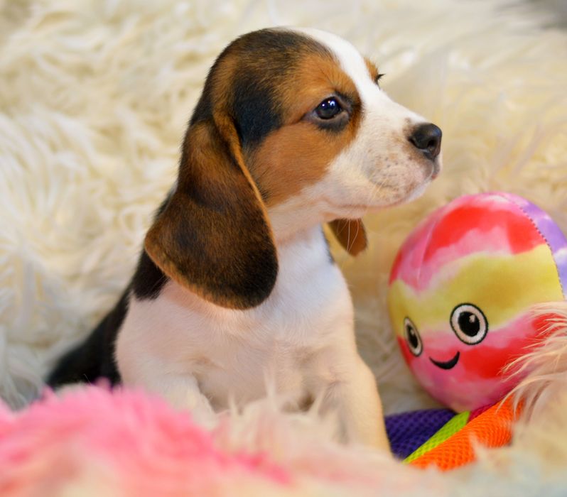 Pui beagle tricolori