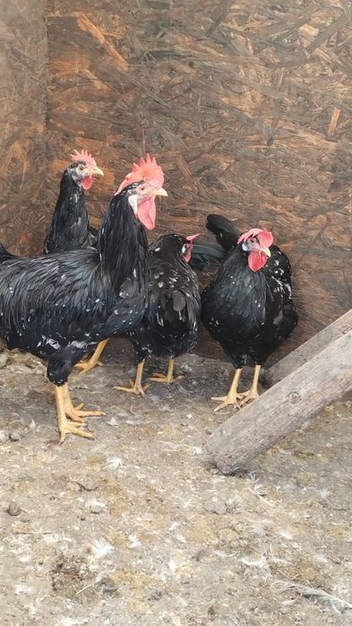 Ouă pentru incubat de italiene negru-bobat