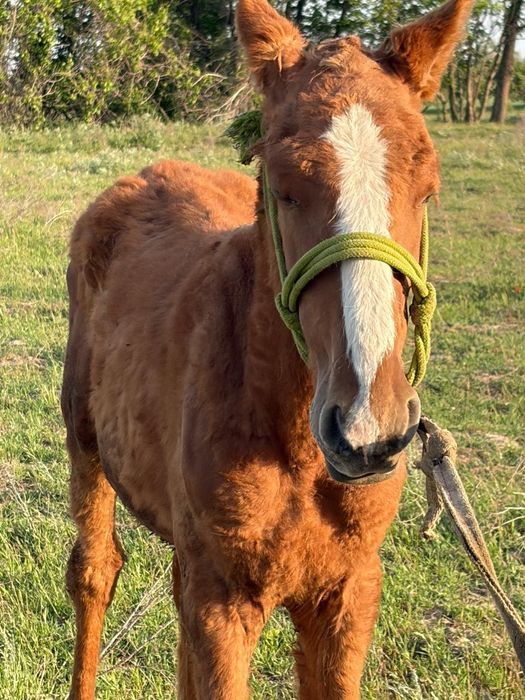 болашағы бар қасқа тай сатылады мінгі
