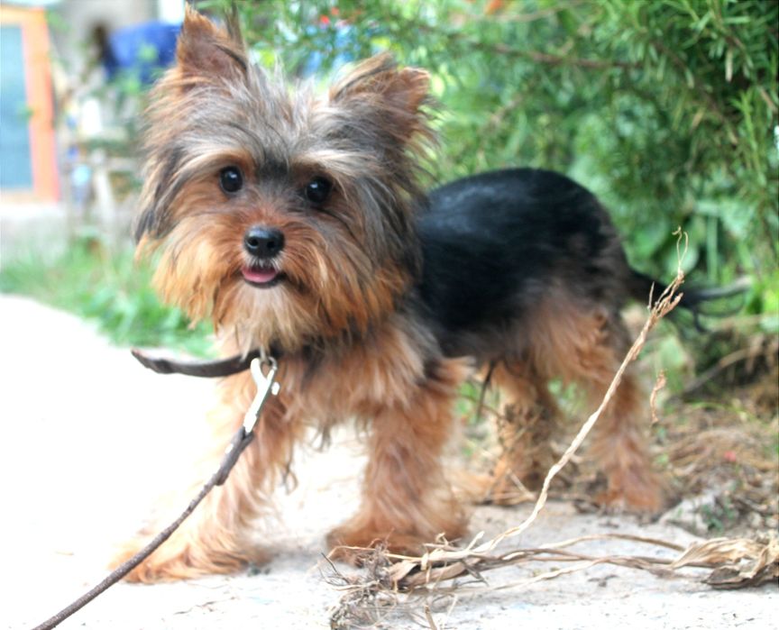 Клубный мальчик, йоркширского терьера.