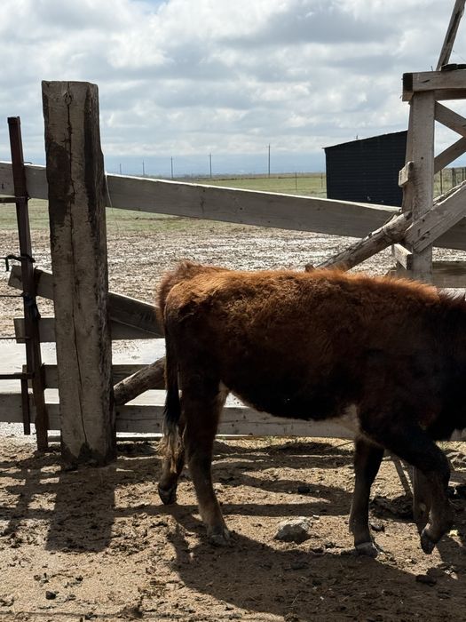 продам годовалых телок