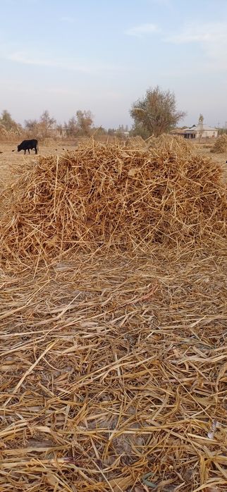 Станция Найман кол