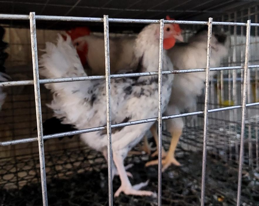 продам петушков разных пород