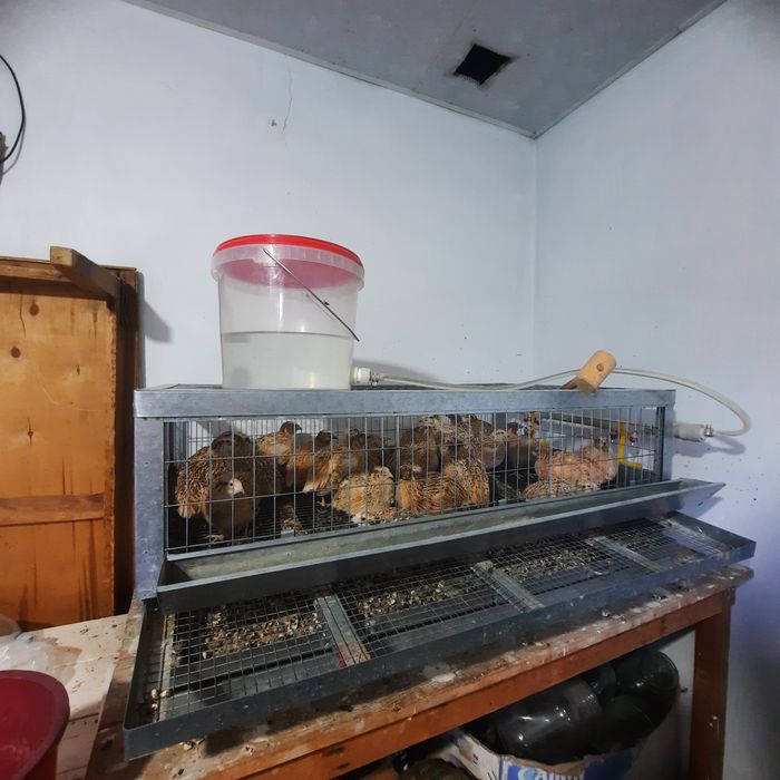 Продам перепелов манжур