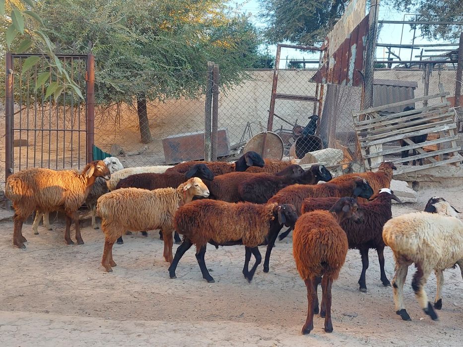 Семіз жем жеп тұрған қошқарлар сатылады
