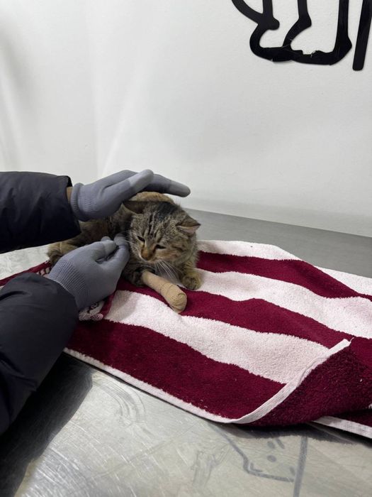 Кошка ласковая ,ищем добрые руки ,ответсвенных,есть паспорт !