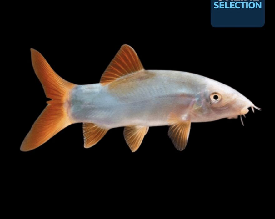 Рыбка Боция Модеста (мирная)