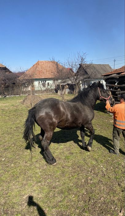 Manza cuminte de vanzare