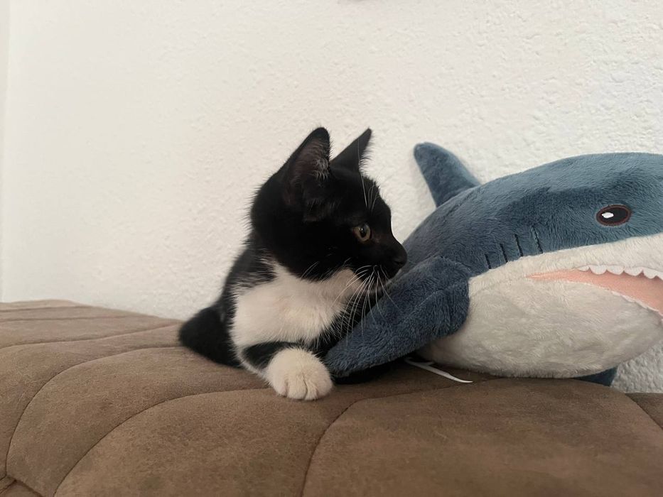 Котенок в добрые руки