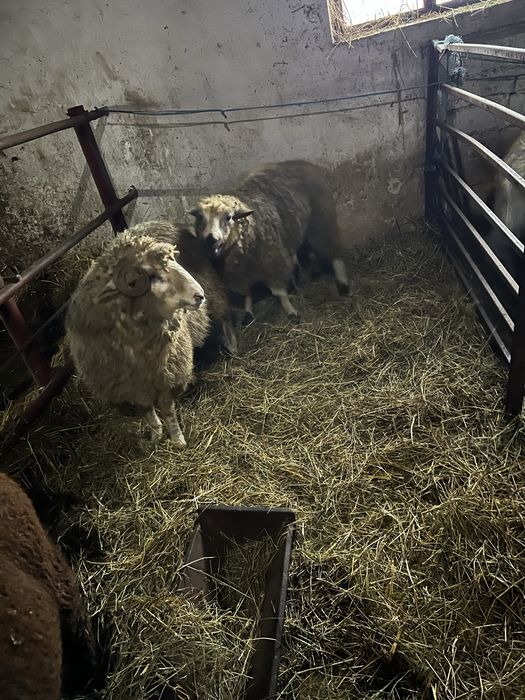 Doi berbeci de vanzare varsta un an metis carne