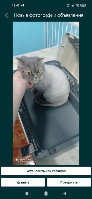 Стрижка, вычес, экспресс линька, купка и выгул животных