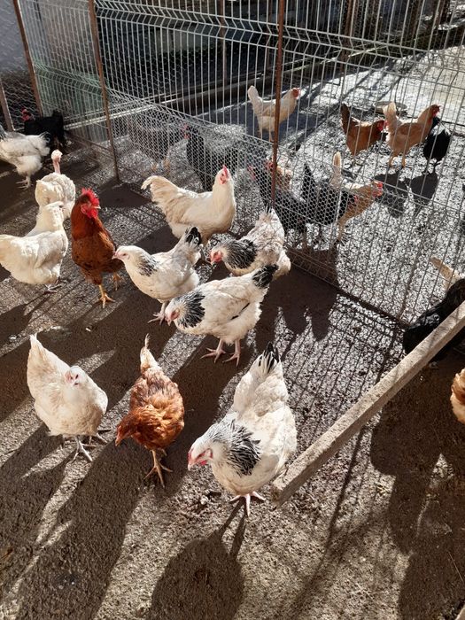 Vând găini care fac oua verzi-turcoaz