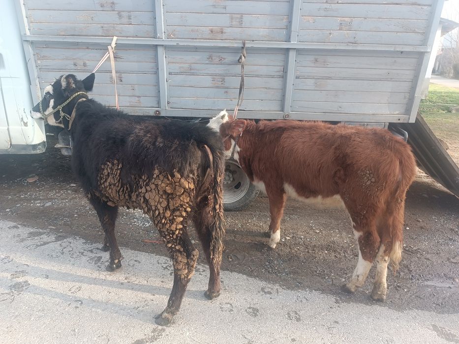 Продается тёлки привозные