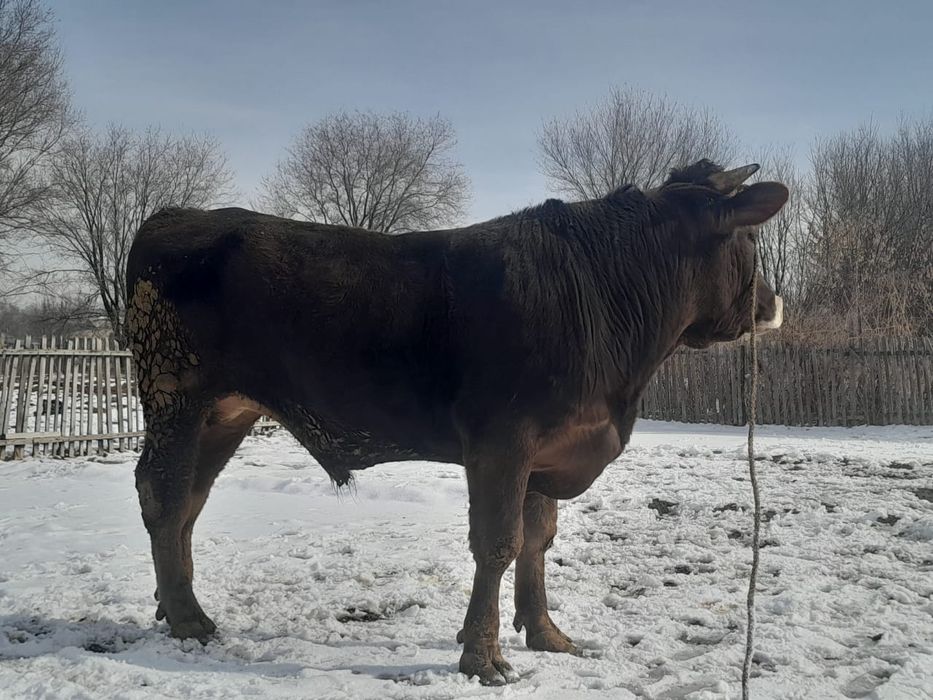 Продам быка  Алтайский породы