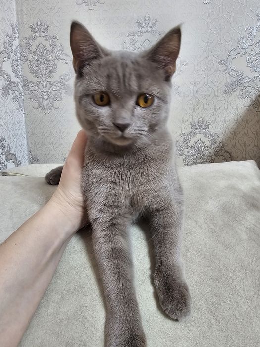 Британец ищет хозяина