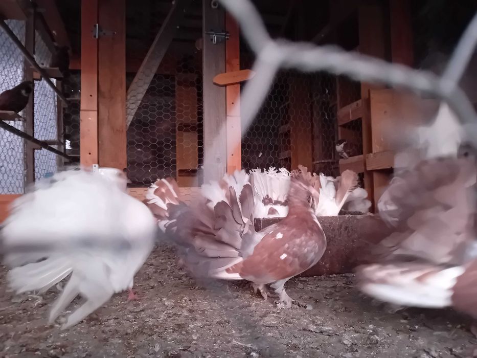 Vand porumbei  curcani voltati