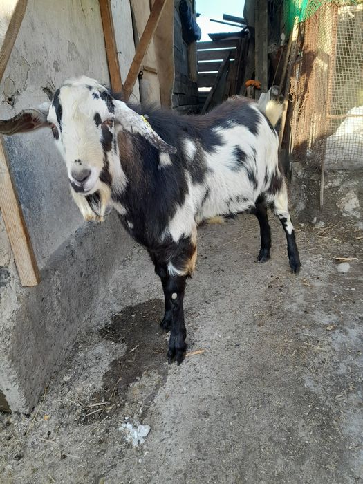 Козёл производитель