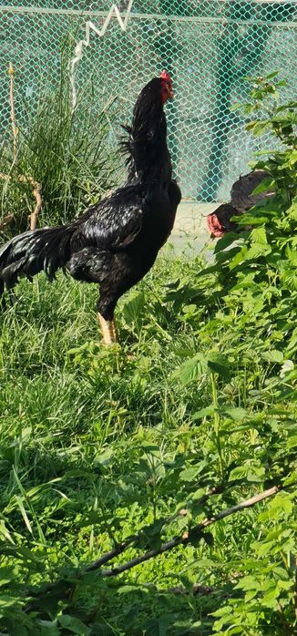 Продается чистокровный петух породы Шамо с курами