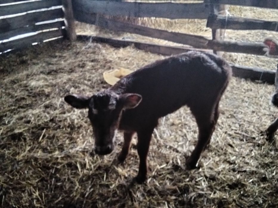 Продам телёнка недельный