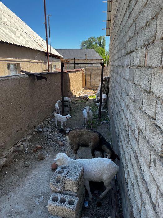 Сүтті сауын ешкілер