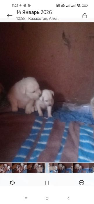 Отдам маленьких щенков