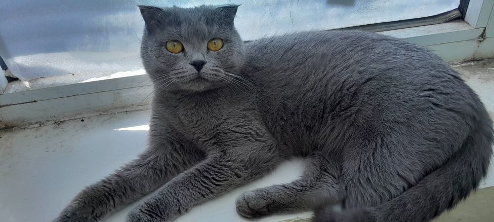 Shotlandiya zotli mushuk sotiladi. 1.5 yoshli urg'ochi.