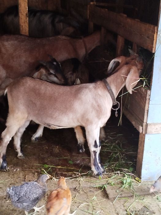 Țap anglonubian;capra anglonubiana : 1 iada